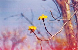Flowers on the bare branches brighten the landscape