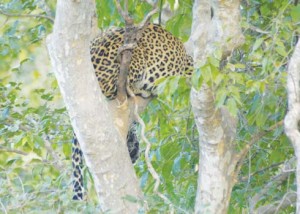 A leopard lies on the fork of a branched tree concealed by the foliage