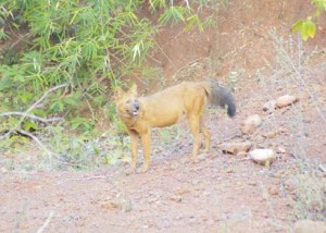 The Asiatic wild dog or Dhole is an endangered species