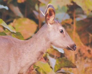 A sambar deer