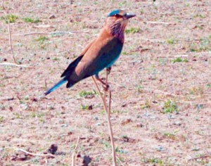 The Indian Roller or Blue Jay gets its name because it is in the habit of rolling over in flight