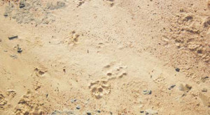 The tiger’s pug marks on the mud track