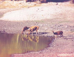 A herd of chital come to the pond for a drink, but not all drink together. One stands apart like a sentry, on the lookout for lurking danger and ready to warn his companions