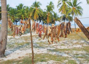 Fish being dried on clothes line by locals
