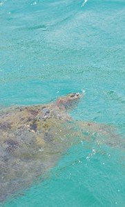 Large giant turtles inhabit the shallow waters