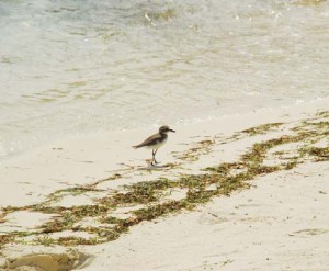 A bird strolling on an isolated beach