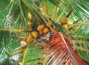 Coconuts grow in abundance but transporting them to the mainland is difficult