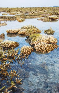 Lakshadweep is a coral paradise