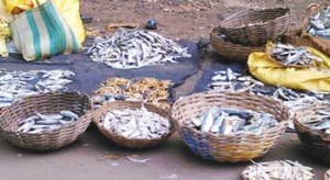 Many varieties of sea food are available in Karwar