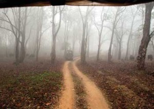The misty safari trail