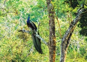 A peacock preening in the Nagarhole Reserve