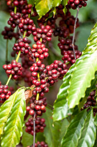 Ripe coffee berries 