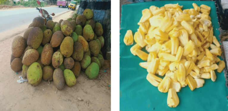 Jackfruit is packed with nutrition and holds appeal in both raw and ripe forms