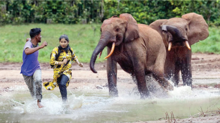 A man and woman run for their life as the elephants charge towards them