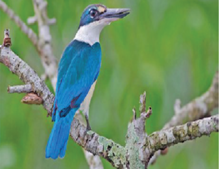 Collared Kingfisher sighted during a boat ride